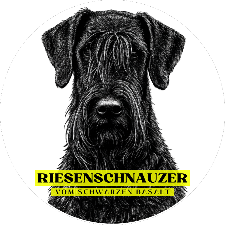 Riesenschnauzer vom schwarzen Basalt